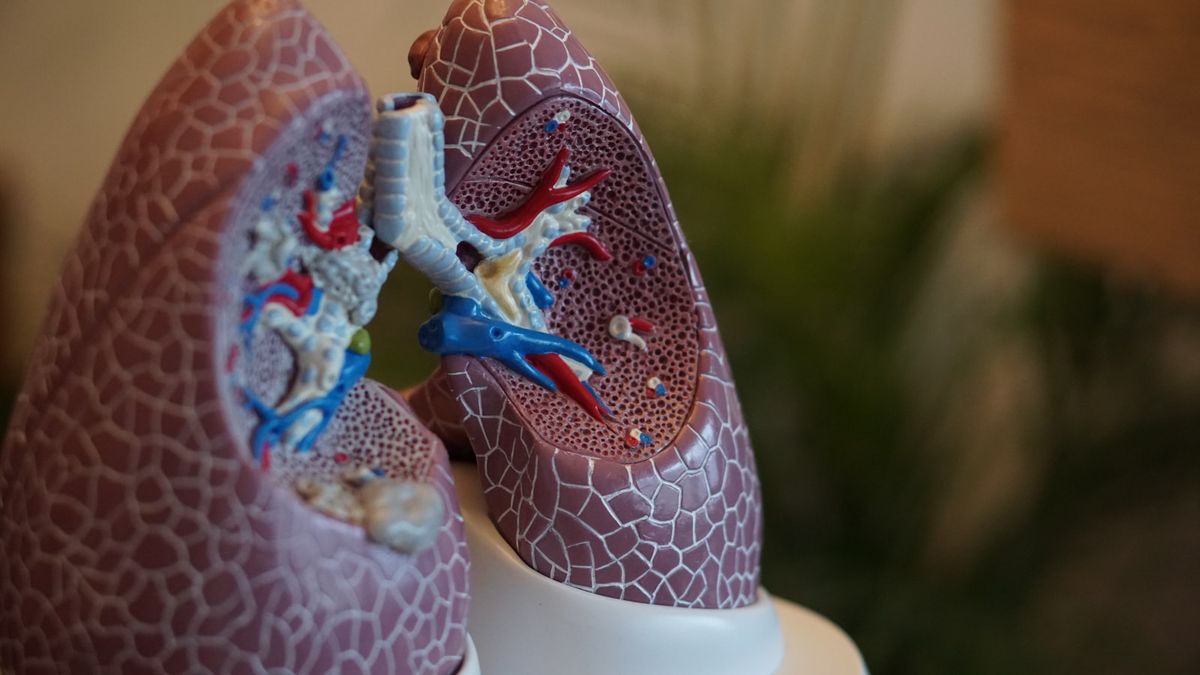 Anatomisk modell av menneskelunger i nærbilde